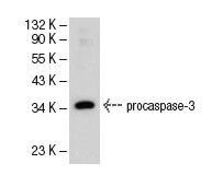 caspase 3 Antibody 3C119 SCBT Santa Cruz Biotechnology