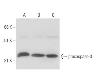 caspase-3 Antibody (3CSP01) - Western Blotting - Image 17334 