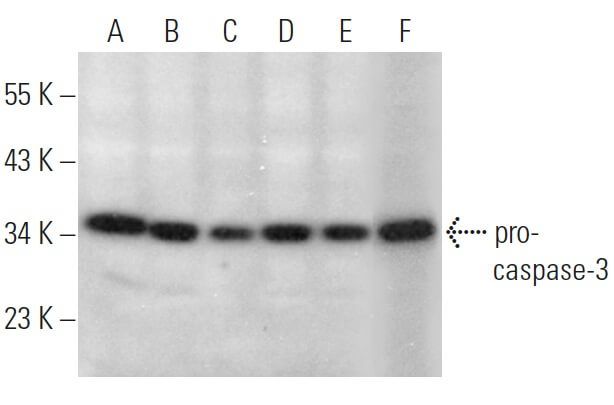 caspase 3 Antibody 3CSP03 SCBT Santa Cruz Biotechnology