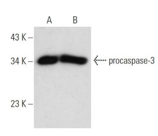 caspase-3 Antibody (3F49) - Western Blotting - Image 17703 