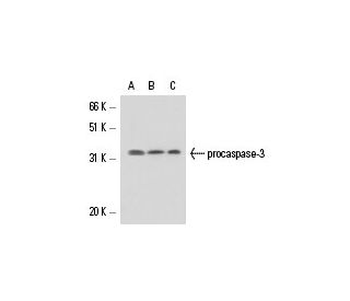 caspase-3 Antibody (4i29) - Western Blotting - Image 17332 