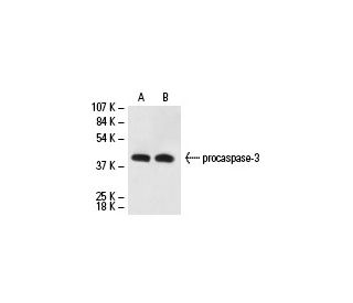 caspase 3 Antibody CPP324 1 18 SCBT Santa Cruz Biotechnology