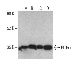 caspase 3 Antibody CPP324 1 18 SCBT Santa Cruz Biotechnology