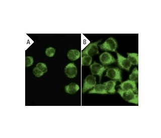 caspase 3 Antibody E 8 SCBT Santa Cruz Biotechnology