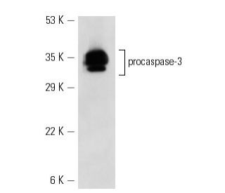 caspase 3 Antibody E 8 SCBT Santa Cruz Biotechnology