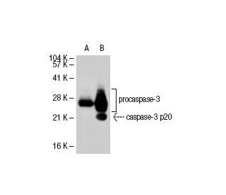 caspase 3 Antibody E 8 SCBT Santa Cruz Biotechnology