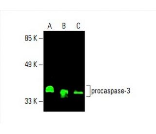 caspase 3 Antibody E 8 SCBT Santa Cruz Biotechnology