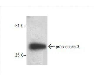 caspase 3 Antibody E 8 SCBT Santa Cruz Biotechnology