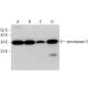 western blotting image from recommended caspase-3 (E-8) monoclonal antibody replacement. Image 377401