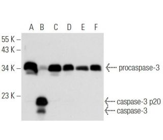 caspase-3 Antibody (31A1067) - Western Blotting - Image 17679