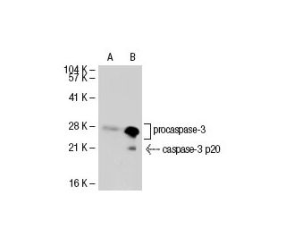 caspase 3 h 293T Lysate SCBT Santa Cruz Biotechnology