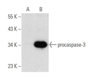 caspase 3 h 293T Lysate SCBT Santa Cruz Biotechnology