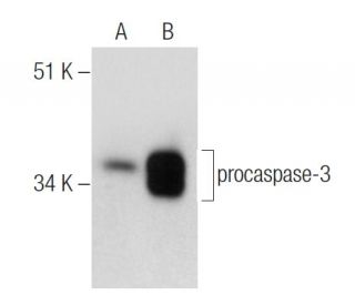 caspase-3 p17 (D-12): sc-373730. Western blot analysis of procaspase... 