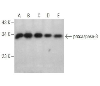 western blotting image from recommended caspase-3 p11 (C-6) monoclonal antibody replacement. Image 349930