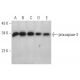 western blotting image from recommended caspase-3 p11 (C-6) monoclonal antibody replacement. Image 349930