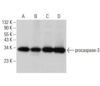 western blotting image from recommended caspase-3 p17 (B-4) monoclonal antibody replacement. Image 377405
