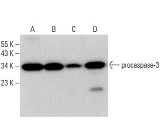 western blotting image from recommended caspase-3 (E-8) monoclonal antibody replacement. Image 377401