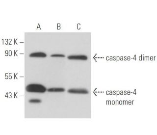 western blotting image from recommended caspase-4 (4B9) monoclonal antibody replacement. Image 16169