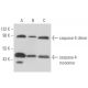 western blotting image from recommended caspase-4 (4B9) monoclonal antibody replacement. Image 16169