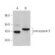 caspase-5 p20 Antibody (H-2) - Western Blotting - Image 364374 