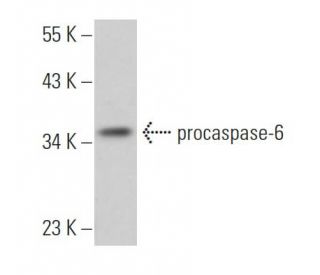 caspase-6 Antibody (14.1.190) - Western Blotting - Image 363575