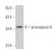 caspase-6 Antibody (14.1.190) - Western Blotting - Image 363575