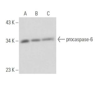 caspase-6 Antibody (3F52) - Western Blotting - Image 16171