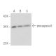 caspase-6 Antibody (3F52) - Western Blotting - Image 16171
