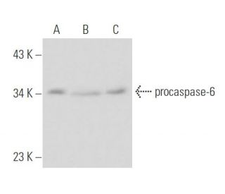 caspase-6 Antibody (6CSP01) - Western Blotting - Image 16170 