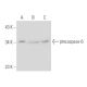 caspase-6 Antibody (6CSP01) - Western Blotting - Image 16170 