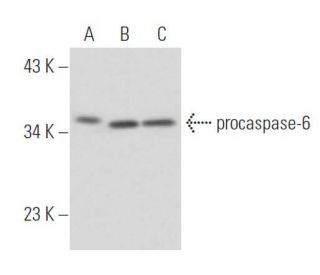 caspase-6 Antibody (7.1.65) - Western Blotting - Image 16172