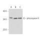 caspase-6 Antibody (7.1.65) - Western Blotting - Image 16172