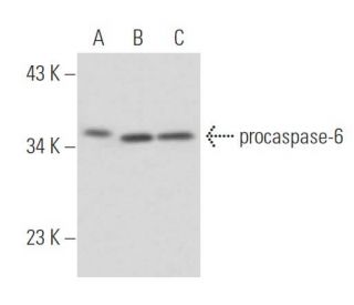 caspase-6 Antibody (7.1.65) - Western Blotting - Image 16172 