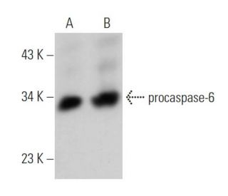 caspase-6 p10 Antibody (H-12) - Western Blotting - Image 363579 