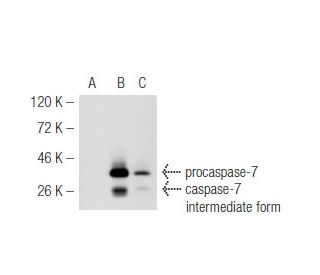 caspase-7 Antibody (11.1.56) - Western Blotting - Image 54759