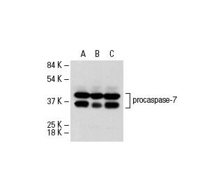 western blotting image from recommended caspase-7 (10-1-62) monoclonal antibody replacement. Image 17529