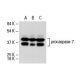 western blotting image from recommended caspase-7 (10-1-62) monoclonal antibody replacement. Image 17529