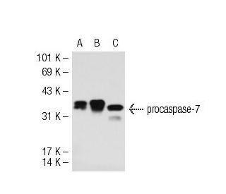 caspase-7 Antibody (Mch3 1-1-11) - Western Blotting - Image 55208 