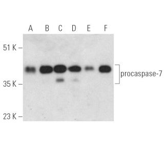 caspase-7 p20 Antibody (B-5) - Western Blotting - Image 390069