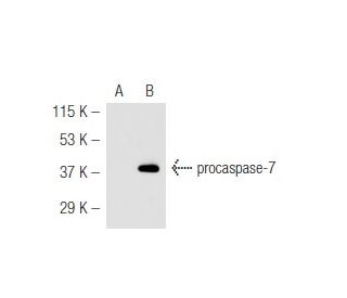 caspase-7 Antibody (7CSP03) - Western Blotting - Image 54749 
