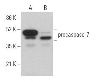caspase-7 p10 Antibody (B-3) - Western Blotting - Image 359361 
