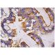caspase-7 p20 Antibody (E-1) - Immunohistochemistry - Image 158079 