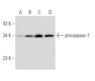 caspase-7 p20 Antibody (E-1) - Western Blotting - Image 51422 