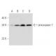 caspase-7 p20 Antibody (E-1) - Western Blotting - Image 51422 