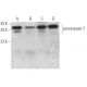 caspase-7 p20 Antibody (E-1) - Western Blotting - Image 362107