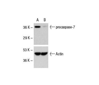 caspase-7 siRNA (h): sc-29929. Western blot analysis of caspase-7 expression in non-transfected control (A) and caspase-7 