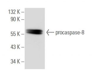 caspase-8 Antibody (1.1.40) - Western Blotting - Image 46838 