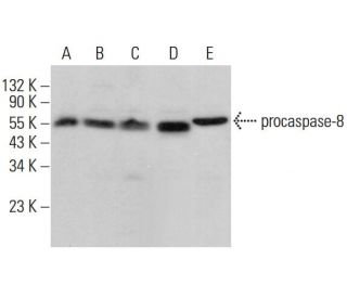 caspase-8 Antibody (2.1.24) - Western Blotting - Image 375939 