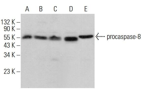 caspase-8 Antibody (2.1.24) | SCBT - Santa Cruz Biotechnology