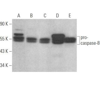 caspase-8 Antibody (8CSP01) - Western Blotting - Image 354003 